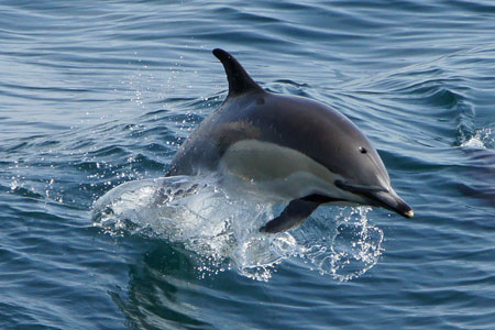 Dolphins - Photo: © Ian Boyle, 1st November 2011 - www.simplonpc.co.uk