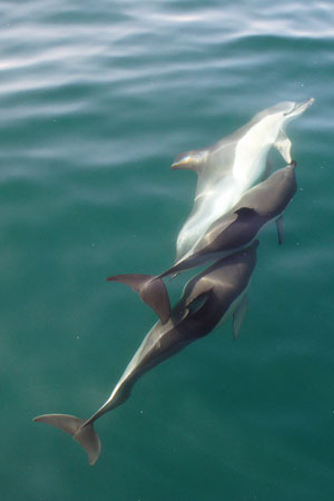 Dolphins - Photo: © Ian Boyle, 1st November 2011 - www.simplonpc.co.uk