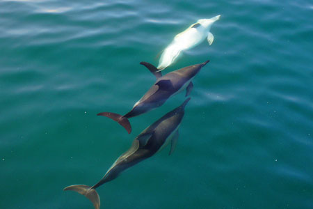 Dolphins - Photo: © Ian Boyle, 1st November 2011 - www.simplonpc.co.uk