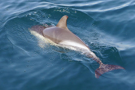 Dolphins - Photo: © Ian Boyle, 1st November 2011 - www.simplonpc.co.uk