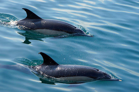 Dolphins - Photo: © Ian Boyle, 1st November 2011 - www.simplonpc.co.uk