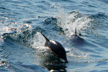 Dolphins - Photo: © Ian Boyle, 1st November 2011 - www.simplonpc.co.uk