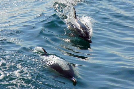 Dolphins - Photo: © Ian Boyle, 1st November 2011 - www.simplonpc.co.uk