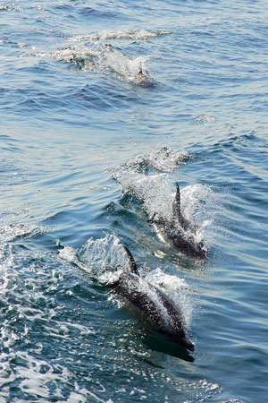 Dolphins - Photo: © Ian Boyle, 1st November 2011 - www.simplonpc.co.uk