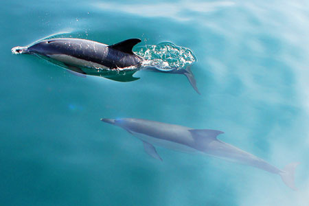 Dolphins - Photo: © Ian Boyle, 1st November 2011 - www.simplonpc.co.uk