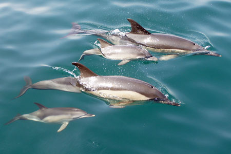 Dolphins - Photo: © Ian Boyle, 1st November 2011 - www.simplonpc.co.uk