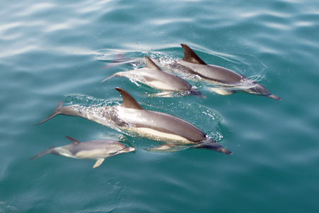 Dolphins - Photo: © Ian Boyle, 1st November 2011 - www.simplonpc.co.uk