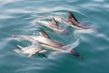 Dolphins - Photo: © Ian Boyle, 1st November 2011 - www.simplonpc.co.uk