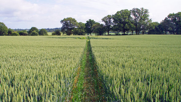 GREENSTED - Photo: ©2013 Ian Boyle - www.simplompc.co.uk - Simplon Postcards