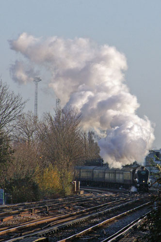 Bittern at Wandsworth Town - Photo: © Ian Boyle, 28th Novembe2009