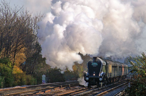 Bittern at Wandsworth Town - Photo: © Ian Boyle, 28th Novembe2009