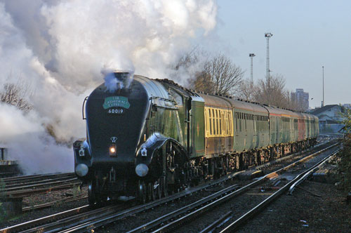 Bittern at Wandsworth Town - Photo: © Ian Boyle, 28th Novembe2009