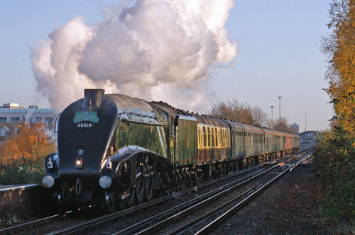 Bittern at Wandsworth Town - Photo: © Ian Boyle, 28th Novembe2009