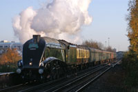 Bittern  Photo:  Ian Boyle, 28th November 2009