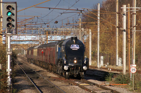 Bittern at Wandsworth Town - Photo: © Ian Boyle, 28th Novembe2009