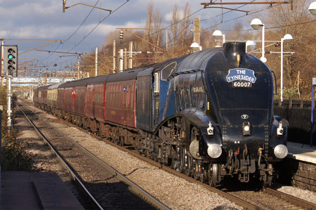 Bittern at Wandsworth Town - Photo: © Ian Boyle, 28th Novembe2009