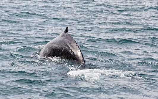 Ocean Princess Cruise - Akureyri - Photo: © Ian Boyle, 24th July 2015 - www.simplonpc.co.uk