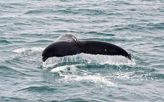 Ocean Princess Cruise - Akureyri - Photo: © Ian Boyle, 24th July 2015 - www.simplonpc.co.uk