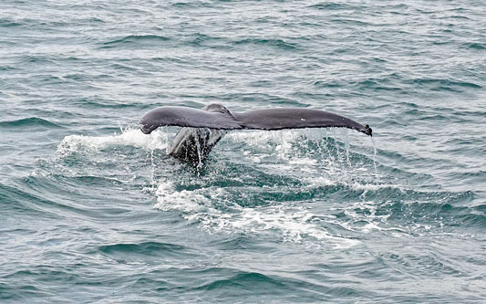 Ocean Princess Cruise - Akureyri - Photo: © Ian Boyle, 24th July 2015 - www.simplonpc.co.uk