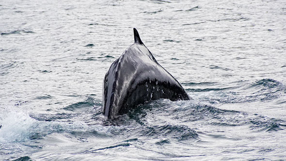 Ocean Princess Cruise - Akureyri - Photo: © Ian Boyle, 24th July 2015 - www.simplonpc.co.uk