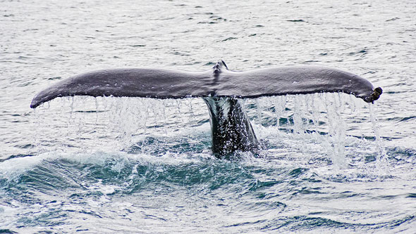 Ocean Princess Cruise - Akureyri - Photo: © Ian Boyle, 24th July 2015 - www.simplonpc.co.uk