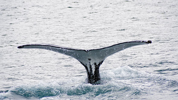 Ocean Princess Cruise - Akureyri - Photo: © Ian Boyle, 24th July 2015 - www.simplonpc.co.uk