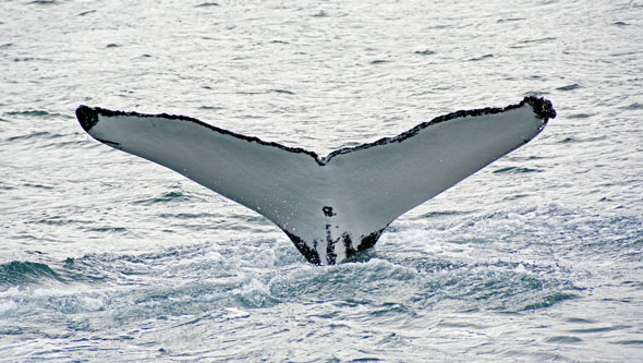 Ocean Princess Cruise - Akureyri - Photo: © Ian Boyle, 24th July 2015 - www.simplonpc.co.uk