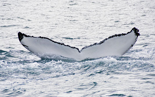 Ocean Princess Cruise - Akureyri - Photo: © Ian Boyle, 24th July 2015 - www.simplonpc.co.uk