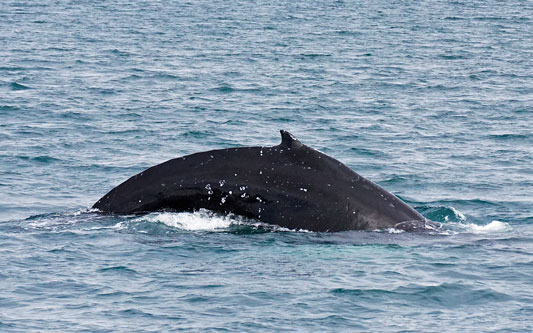 Ocean Princess Cruise - Akureyri - Photo: © Ian Boyle, 24th July 2015 - www.simplonpc.co.uk