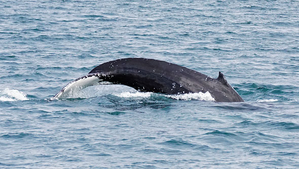 Ocean Princess Cruise - Akureyri - Photo: © Ian Boyle, 24th July 2015 - www.simplonpc.co.uk