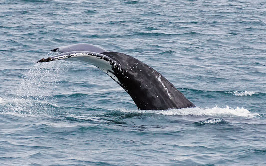 Ocean Princess Cruise - Akureyri - Photo: © Ian Boyle, 24th July 2015 - www.simplonpc.co.uk