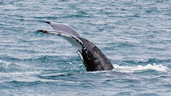 Ocean Princess Cruise - Akureyri - Photo: © Ian Boyle, 24th July 2015 - www.simplonpc.co.uk