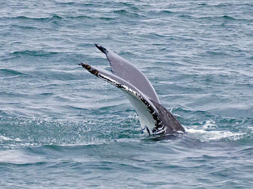 Ocean Princess Cruise - Akureyri - Photo: © Ian Boyle, 24th July 2015 - www.simplonpc.co.uk