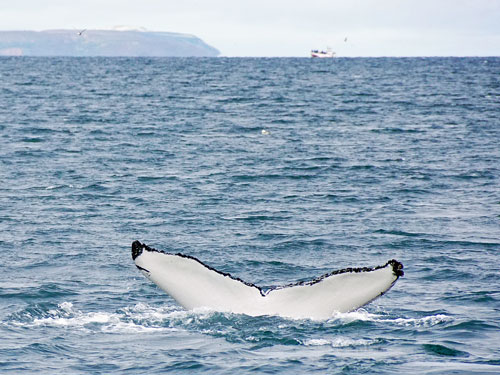 Ocean Princess Cruise - Akureyri - Photo: © Ian Boyle, 24th July 2015 - www.simplonpc.co.uk