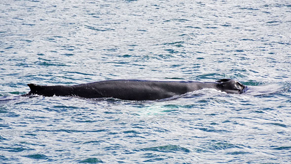 Ocean Princess Cruise - Akureyri - Photo: © Ian Boyle, 24th July 2015 - www.simplonpc.co.uk