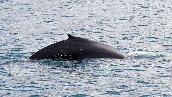 Ocean Princess Cruise - Akureyri - Photo: © Ian Boyle, 24th July 2015 - www.simplonpc.co.uk