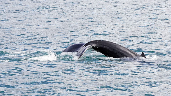 Ocean Princess Cruise - Akureyri - Photo: © Ian Boyle, 24th July 2015 - www.simplonpc.co.uk