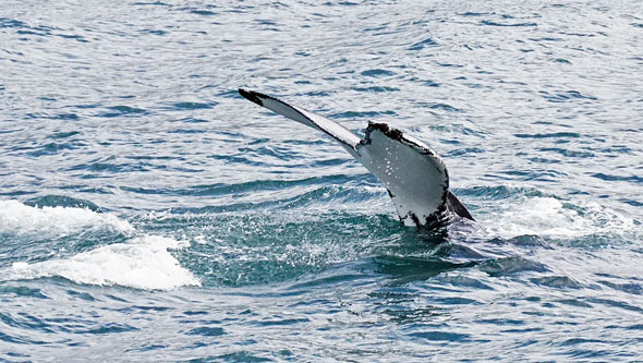 Ocean Princess Cruise - Akureyri - Photo: © Ian Boyle, 24th July 2015 - www.simplonpc.co.uk