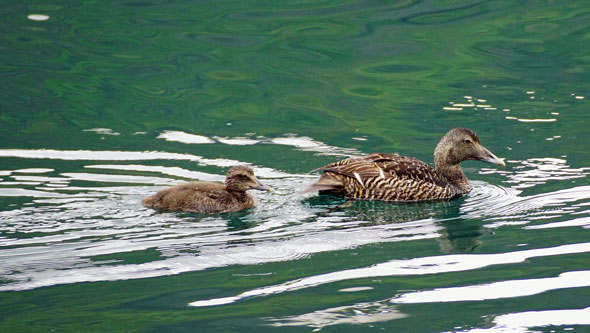 Ocean Princess Cruise - Seyðisfjörður - Photo: © Ian Boyle, 21st July 2015 - www.simplonpc.co.uk