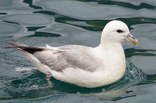 Ocean Princess Cruise - Seyðisfjörður - Photo: © Ian Boyle, 21st July 2015 - www.simplonpc.co.uk